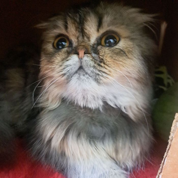 Продаю кошку  скотиш фолт д