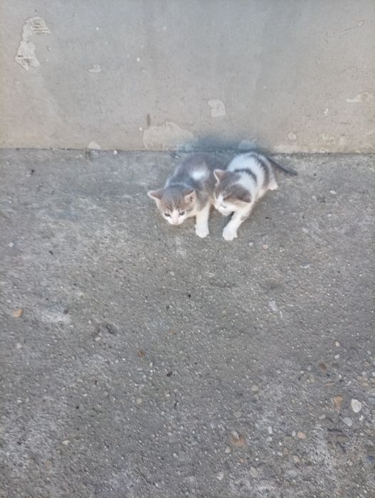 Pui de pisici spre adopție