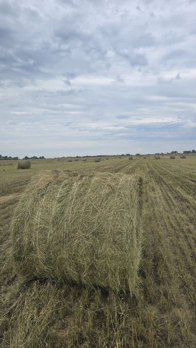 Сено в рулонах житняк