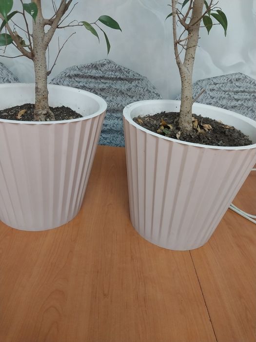 Цветы растения домашний