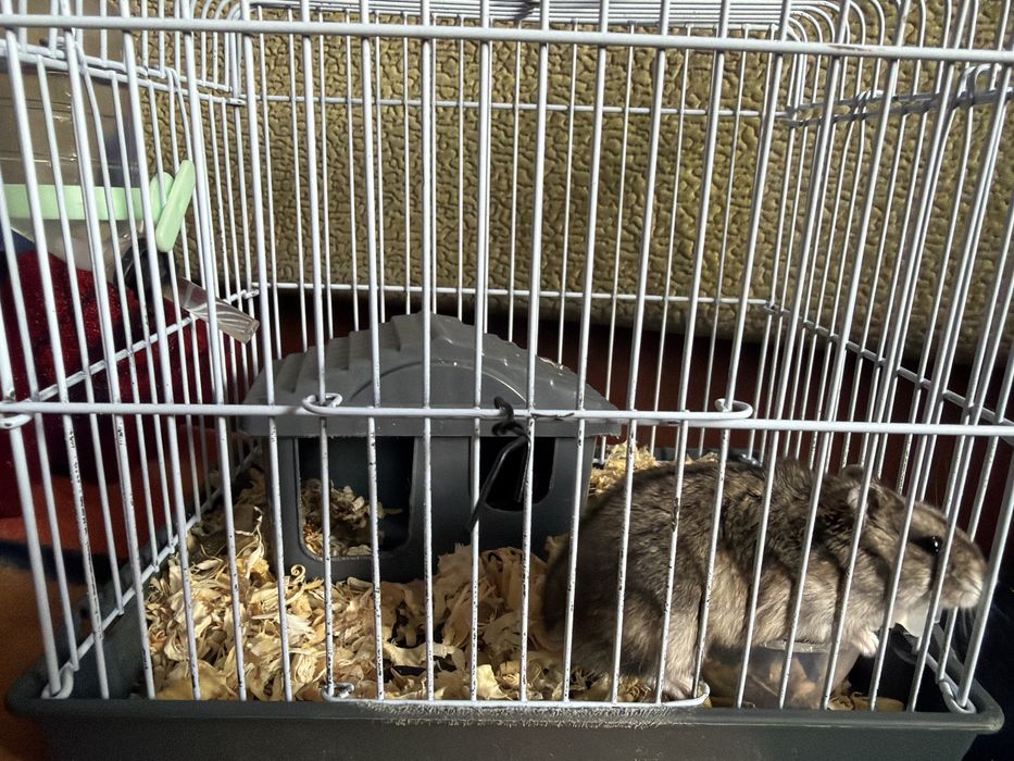 Хомячок по кличке Пуся