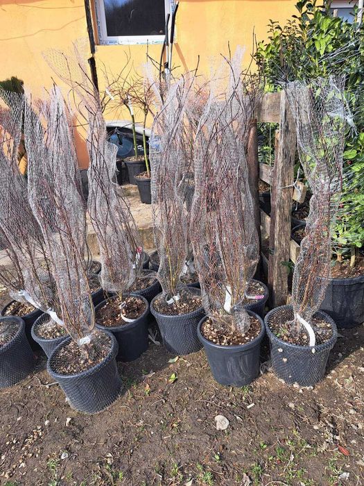 Tuia, Brazi, Magnolie, Mesteacăn, Tei, Platan