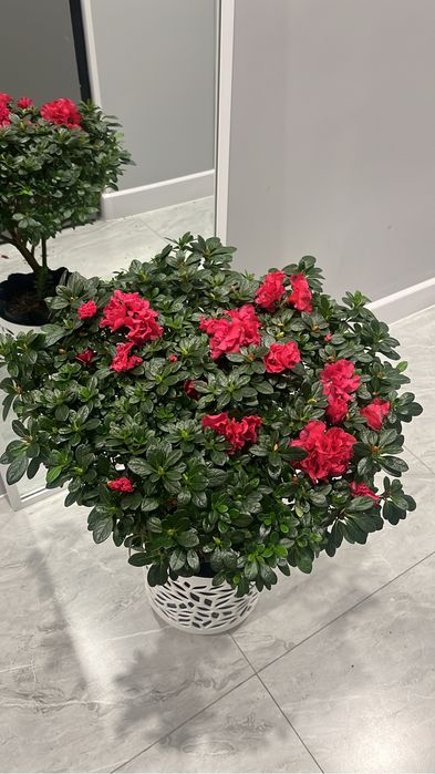 Азалия комнатные цветы