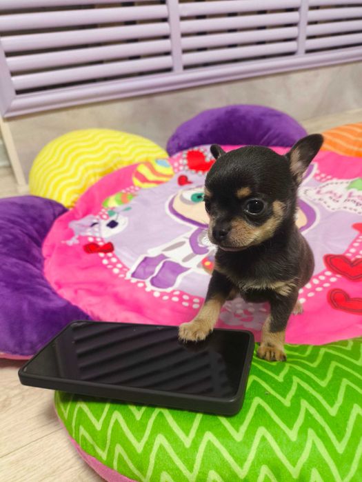 Продаётся мальчик Чихуахуа темно лилового подпалого окраса