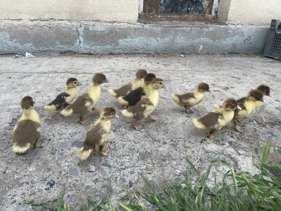 Продам утку с утятами