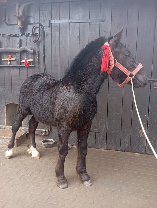 Vând mânz de un an din părinți foarte buni