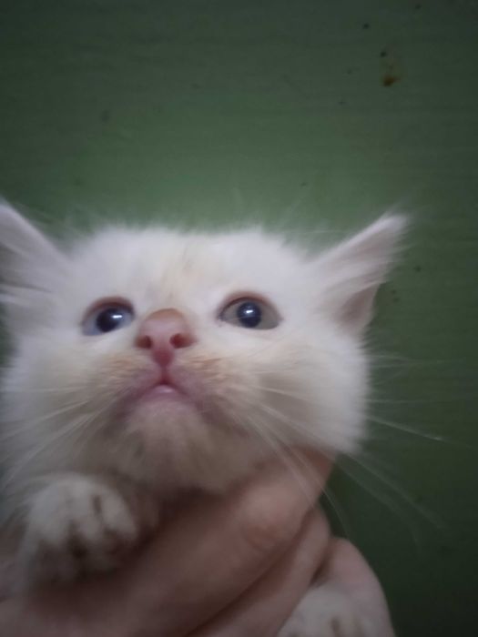 Разноглазый мальчик турецкой ангоры, 40 дней.