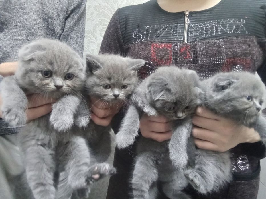 мушуклар сотилади