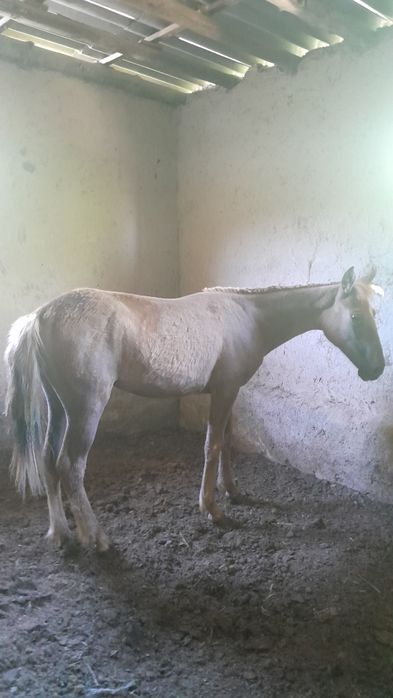 Дәу тайлар сатылады