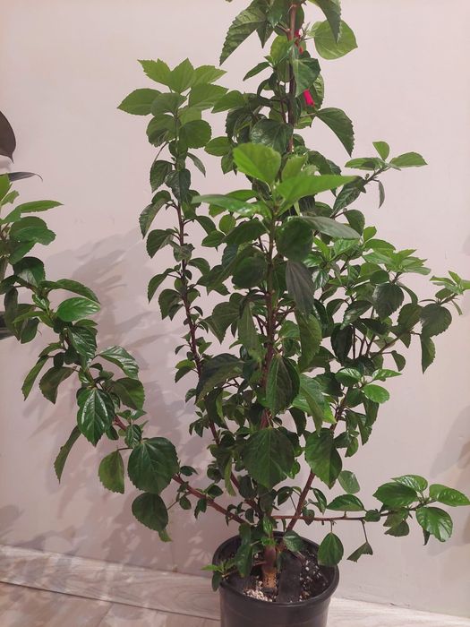 Әр түрлі гүлдер әр түрлі бағада