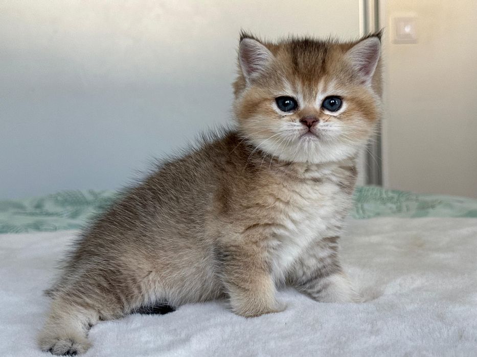 British golden ticked tabby
