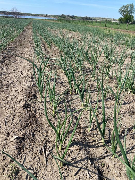 Vând ceapa verde la banda sau la kg necuratata.