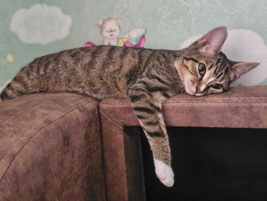 Отдам кошечку в добрые руки