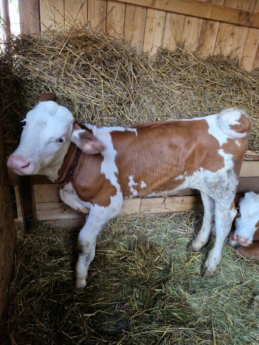 Vitel de vanzare în varstra de 2 luni