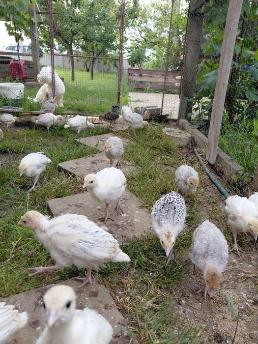 Pui de curcă românești