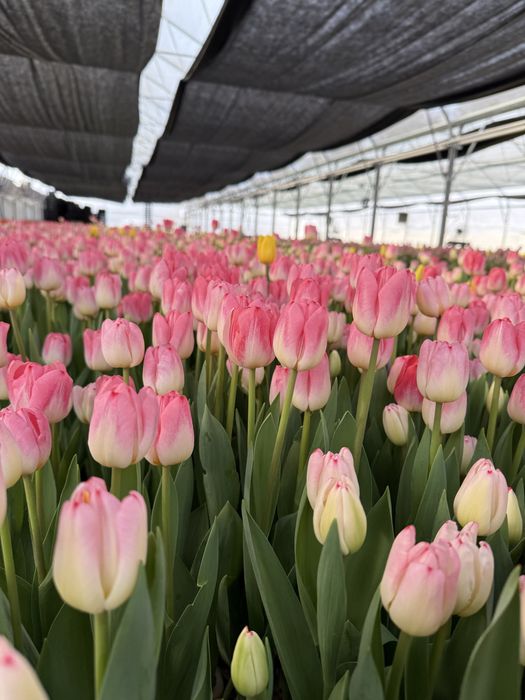 Луковицы тюльпанов