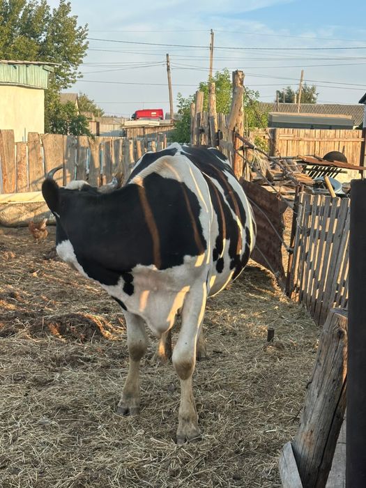 Продам голштинку 4 года