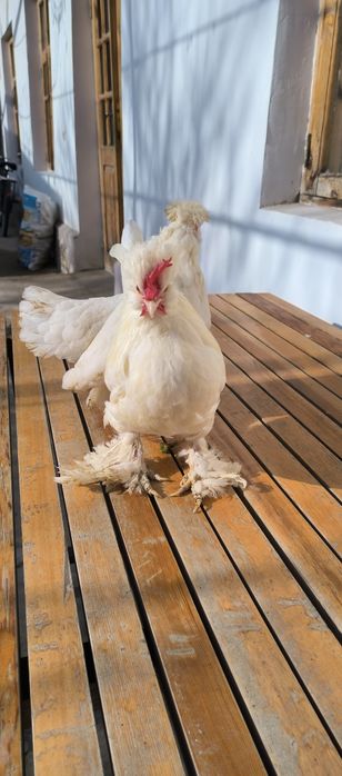 Yapon toʻvuq xoʻrozlar bor