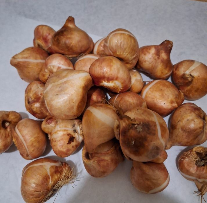 Луковици за лалета на 0,50ст на брой