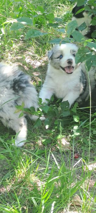Căței Border Collie
