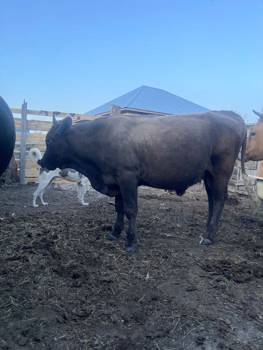 Продам КРС, ухоженные
