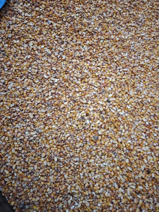 Porumb boabe producție 2025