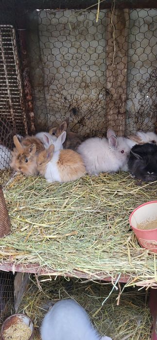 Iepuri cap se leu pitic