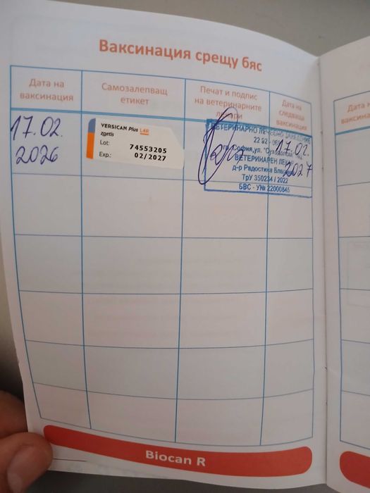 Померан шпиц на 3 месеза