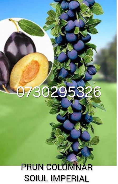 Vând Pomii Fructiferi Altoiți Columnari anul 3 de vegetație Certificaț