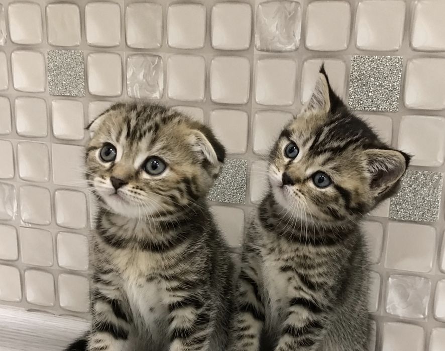 Шотландские котята