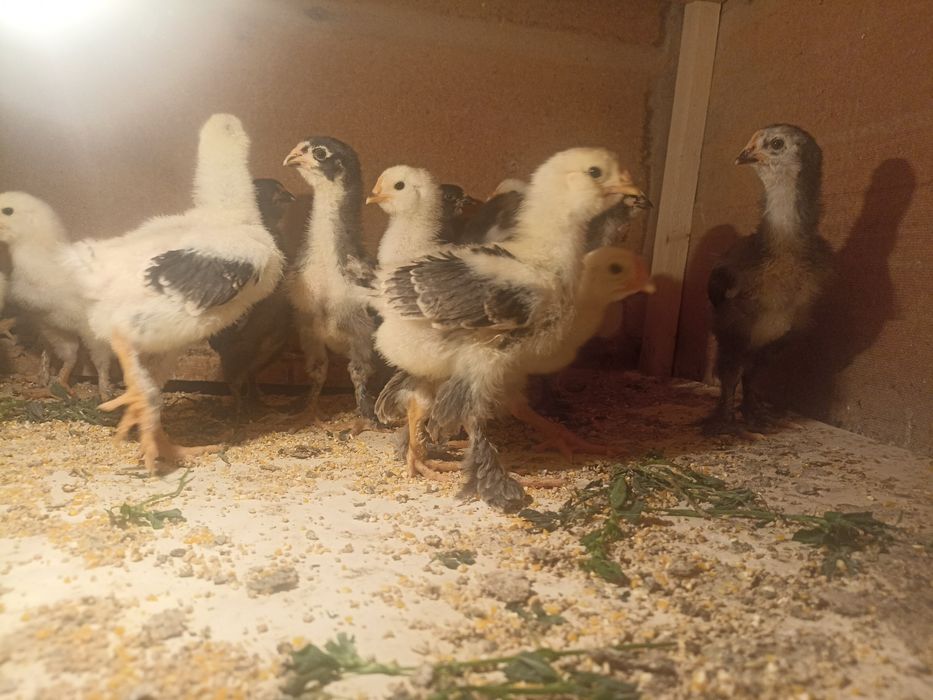 Цыплята породы брама / jo'jaBrahma 50,000 за шт