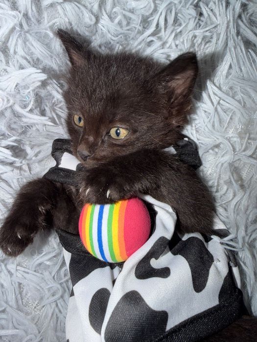 Котята в поисках родителей