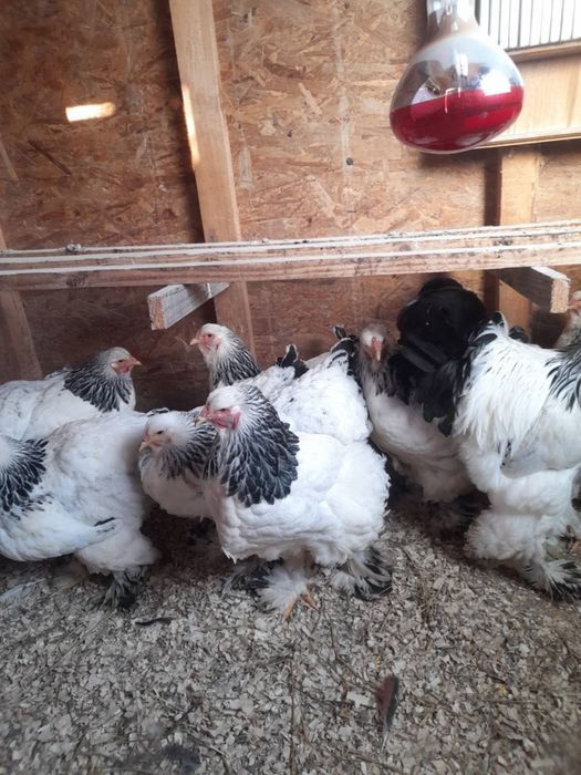 Vand pui brahma hd și brahma culoarea porțelan