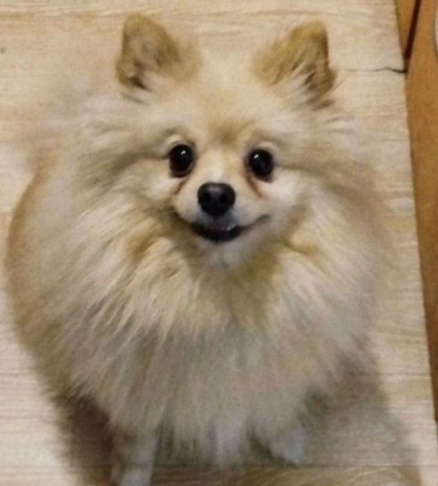 Продам Шпиц мальчик