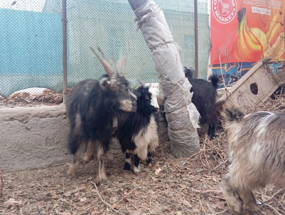 Эчки сотилади ейиши яхши соглом