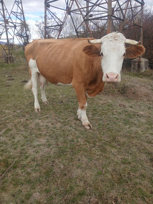 Vand vacă balțata româneasca și doi tauri  bălțați