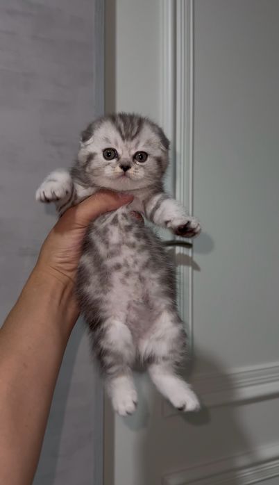 Шотландские котята