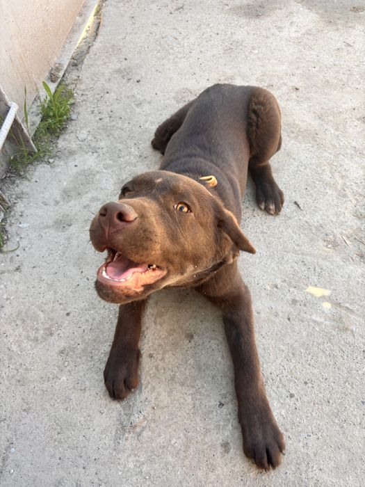 Щенок Лабрадор ретривер