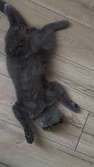 Отдам котенка британца
