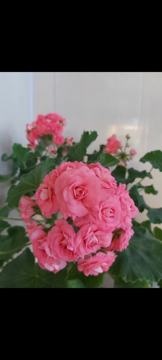 Сортовые коллекционные пеларгонии