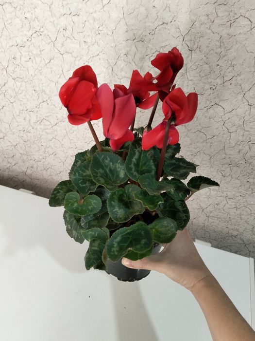 Цикламены комнатные цветы