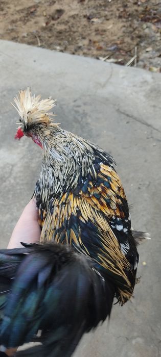 Xoʻroz Tovuqlarga kafolat beriladi