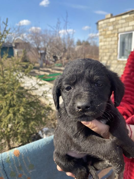 Отдам щенка спаниеля