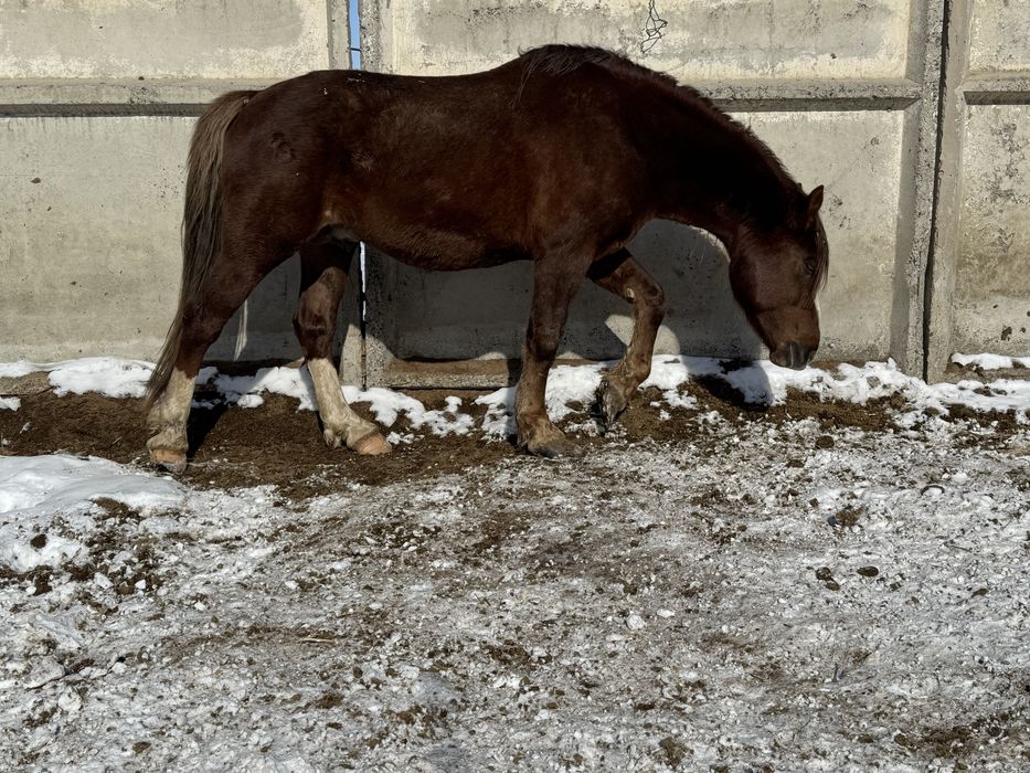 Продам жеребца (Полутяж)