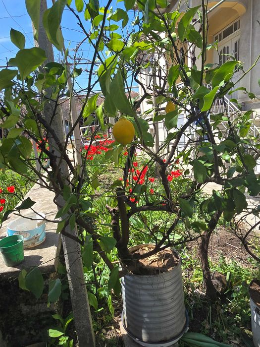 Голямо лимоново дърво