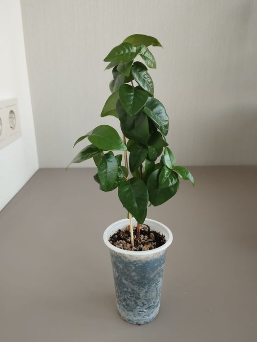 Комнатная вишня Евгения