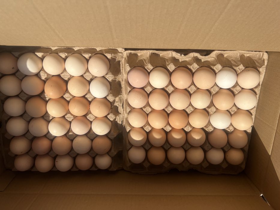 Инкубационный яйцо бройлера