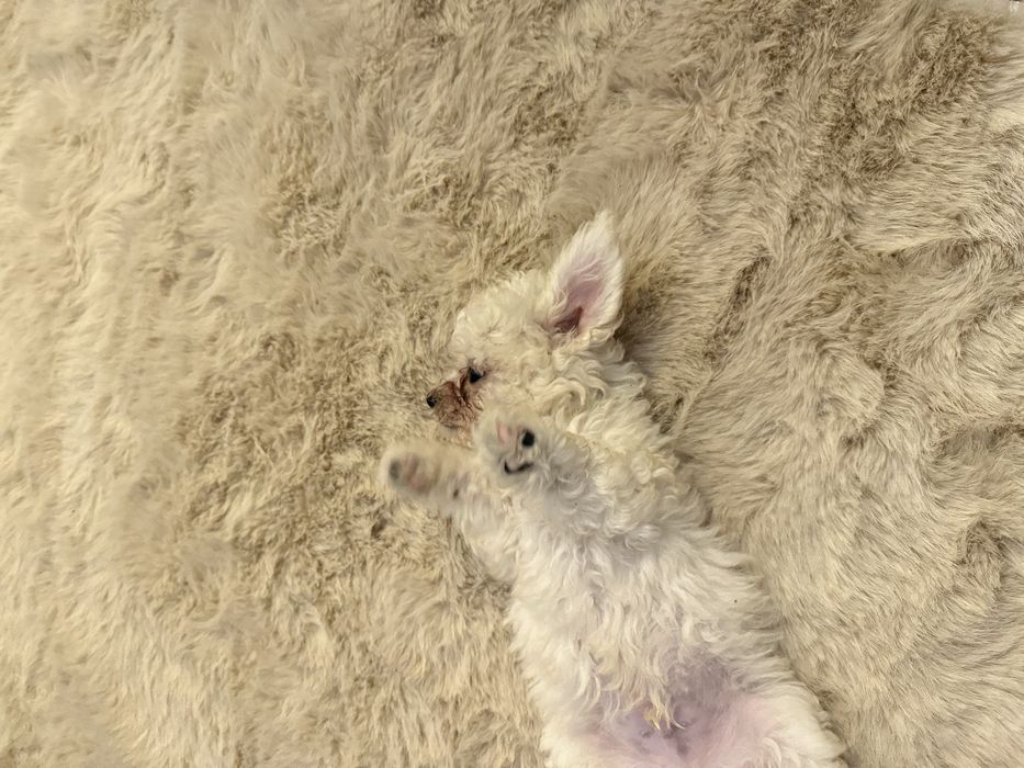 Catelus bichon maltez