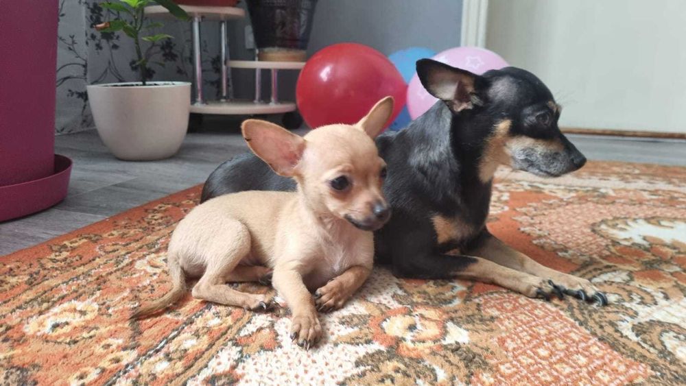 Русский той-терьер