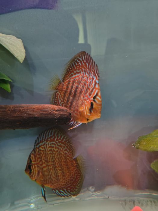 Дискус леопард малкии